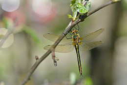 Dragonfly / ***