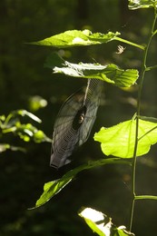 Der Sommer ist eine kleine Leben / ***