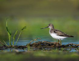 Terek Sandpiper / .....