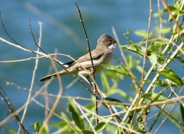 Grau Warbler / ***