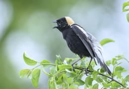 Bobolink (male) / ***