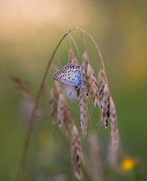 Kupfer-Schmetterling / ***