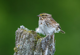 Savannah Sparrow / ***