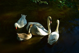 Swans / ***