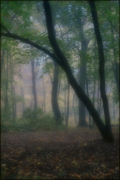 in den herbstlichen Wald / ***
