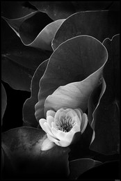 Lotus / Seerose im Botanischen Garten