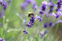 Bei der Arbeit / ***