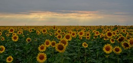 Sonnenblumen / ***