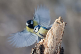 Mach dir keine Sorgen, ich bin mit dir! / ***