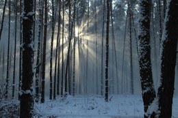 Licht im Winter / ***