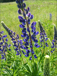 Lupine / ***