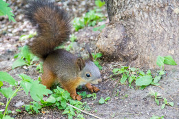 Eichhörnchen / ***