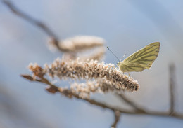 Im Wind / ***