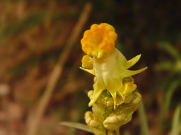 Schattierungen von Gelb / ***