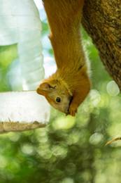 Eichhörnchen / ***