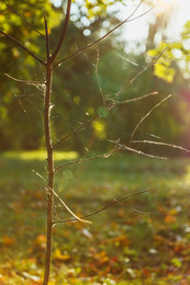 Sun Catcher / ***