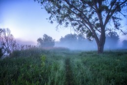 Bald dawn / Pentax KX 18-55