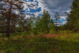 Am Rande des Waldes / ***