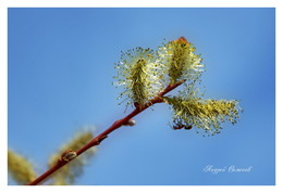 Frühling kam / ***