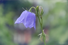 Campanula / ***