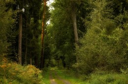 Straße zum Herbst / ***