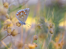 Über ein Schmetterling / ***