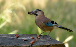 &nbsp; / Garrulus glandarius