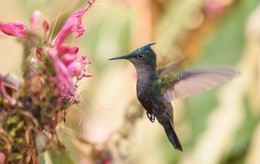 Antillean Crested Hummer / ***