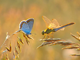 Aufrichtigen Gespräch / ***