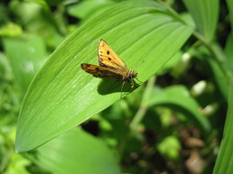 Leafhoppers / ***