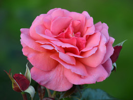 Rosa Rose / ***