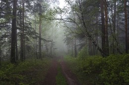 Morgen in den Wald. / ***