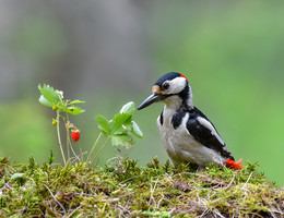 Im Wald / .......