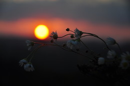Bei Sonnenuntergang / ***