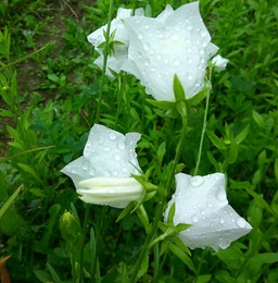 Nach dem Regen / ***