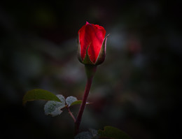 Rose / ***