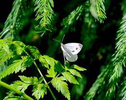 Schmetterling / ***