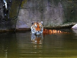 Tiger / ***