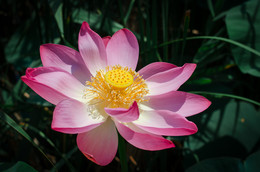 Lotus / ***