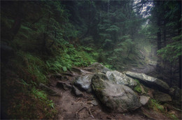 Schatten Wald / ***