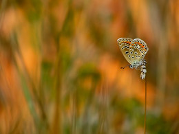 Über ein Schmetterling / ***