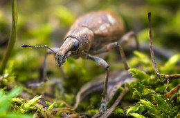 Weevil / ***