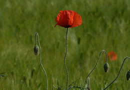 Mohn / ***