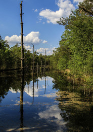 Im Pietzmoor / Das Pietzmoor ist ein renaturiertes Hochmoor in der Lüneburger Heide bei Schneverdingen.