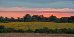 Sonnenblumen / ***