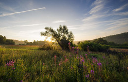 Blooming Sommer / ***