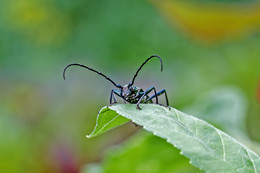 Moustached / ***