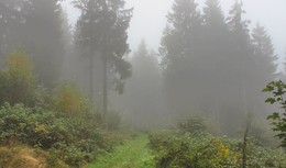 gehen in den Nebel / ***