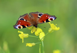 Pashkevich68 / Pashkevich68