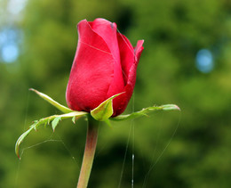 &nbsp; / ***